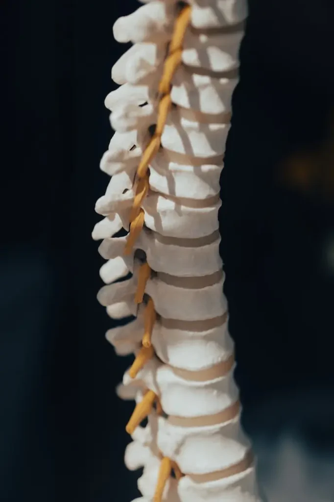 Chiropractor Springfield Illinois spine model science